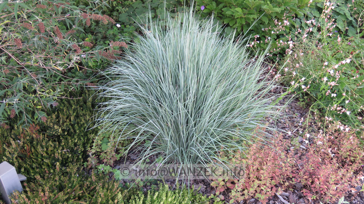 Schizachyrium scoparium Prairie Blues 04 auf trockenem Lehm.JPG